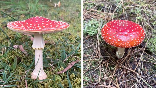 Amanita muscaria mushrooms. The photo on the left shows some found by Kirsten Joy in Wentworth Falls, NSW.