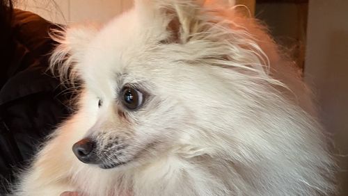 Miniature Pomeranian, Pom Pom, reunited with her family after surviving a tornado. 