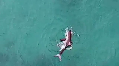 The two metre great white shark was feeding just 20 metres from a swimmer at one stage at Bondi Beach.