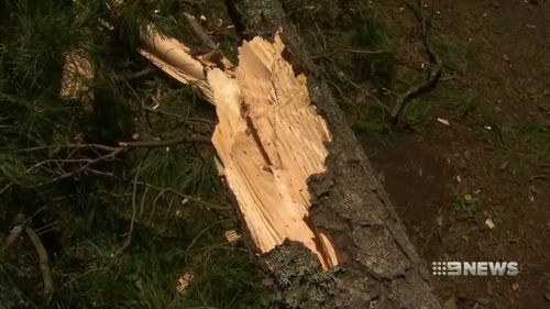 Heavy winds and rain caused the tree to fall.