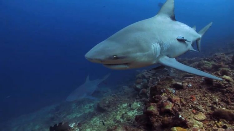 Fearless diver dedicates life to removing fish hooks from wild sharks