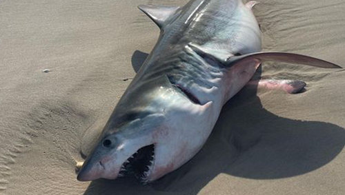 A dead shark, which appears to be a great white, washed up on he Ocean Beaches in the Village of Quogue in New York. 