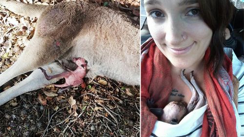 WA woman issues plea to motorists after rescuing kangaroo joey from the pouch of its dead mother