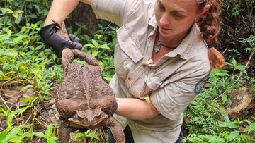 A cane toad so huge it was nicknamed &#x27;Toadzilla&#x27; has been found in Queensland.The mammoth creature weighed almost 3kg - almost as much as a brick.