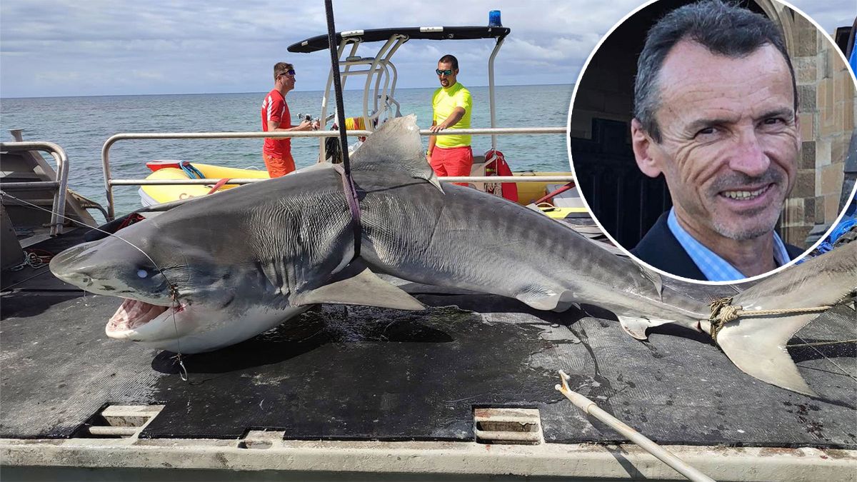 Shark That Attacked and Ate Man in Graphic Video To Be Mummified