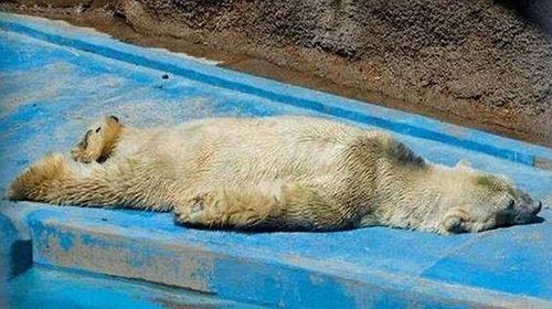 World's loneliest bear 'too old to move'