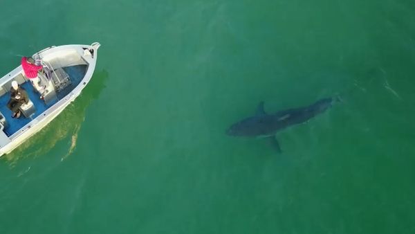 Us News Man Flown To Hospital After Shark Attack In Florida