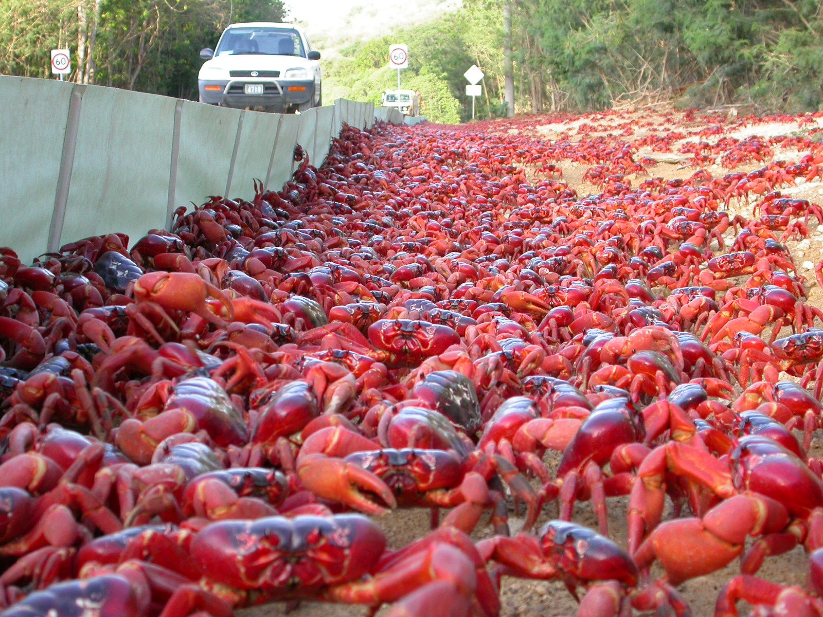 壮观！澳大利亚圣诞岛上数百万只红蟹开始迁徙
