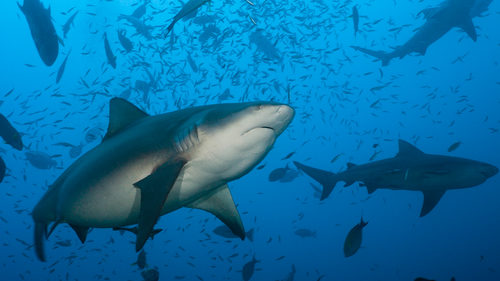 Bull sharks are one of the most common species to be involved in shark attacks in Australia