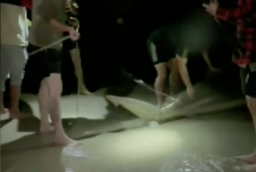 A rope was tied around the sharks tail before the group started taking selfies.