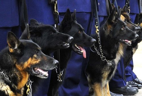 Nine dog squad members were affected by the illness. (AAP)