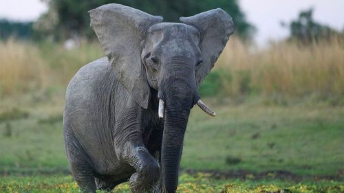 Zambiya'da South Luangwa Milli Parkı'nda bir fil.