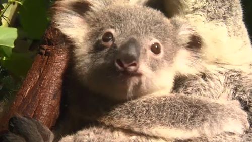 The Dreamworld Wildlife Foundation hopes to boost wild koala and bilby populations. (9NEWS)