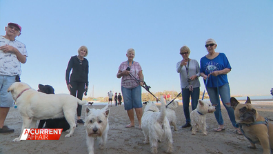 Dog walking group in Queensland