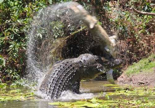 Saltwater crocodile fight ends in loser being eaten