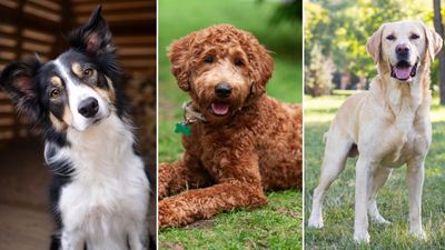 Australia's top 10 favourite dog breeds for 2021