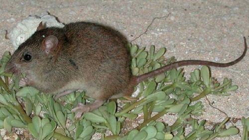 Researchers identify first mammal species driven to extinction by human-triggered climate change