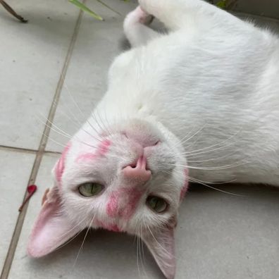 Cat covered in lipstick marks
