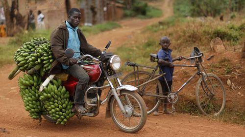 A Ugandan man taking a bunch of bananas to market. (AAP)