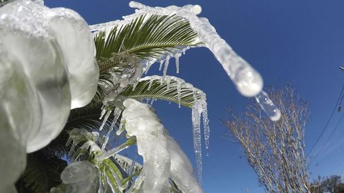 Icicles form on plants in the usually balmy Florida.
