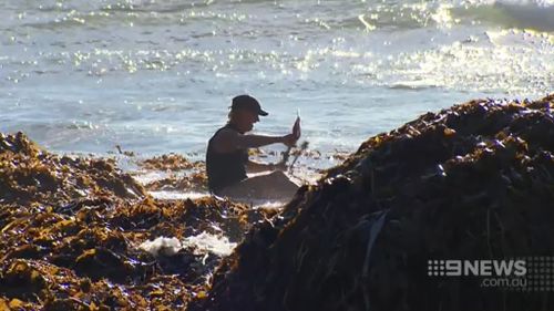 A man fell of his kayak due to seaweed in the water. (9NEWS)
