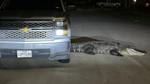 The colossal alligator was sat  in the middle of the road.