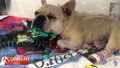 French bulldog owners call out vet over $37k bill 