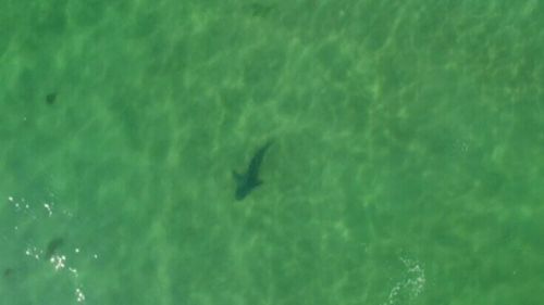 Chopper patrols launched following 27 shark sightings on Victorian beaches