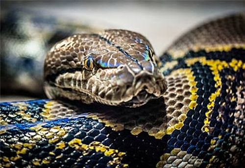 Reticulated python (Getty)