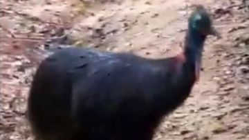 One of the world most dangerous birds has been caught stalking a group of hikers in Queensland&#x27;s north, triggering warnings from authorities about the unusual behaviour. 