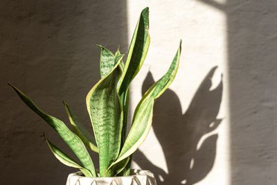 Snake plant