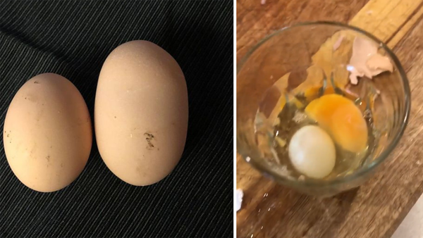 deb knight cracks giant egg