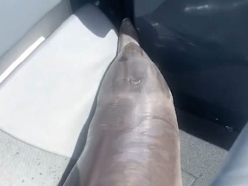 Dolphin leaps into fisherman's boat in Queensland