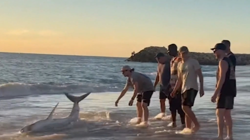 The group of men came across the shark on Sunday afternoon.