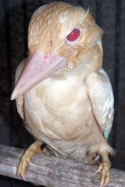 <p>Albino kookaburra</p>