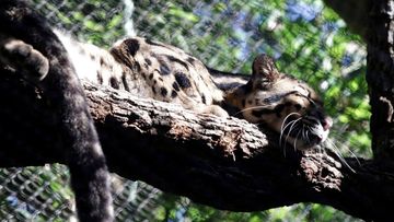 Nova the clouded leopard rests on a tree limb in an enclosure at the Dallas Zoo.