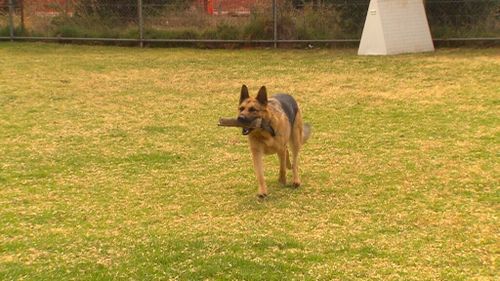 Police Dog Ink enjoys his last few days on the force. (9NEWS)