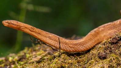  Tropidophis cacuangoae