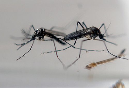 Mosquitoes (AFP)