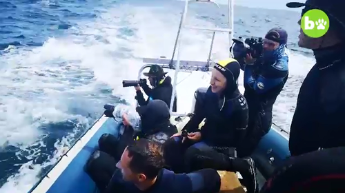 Fellow divers on a nearby boat were able to capture the extraordinary encounter.