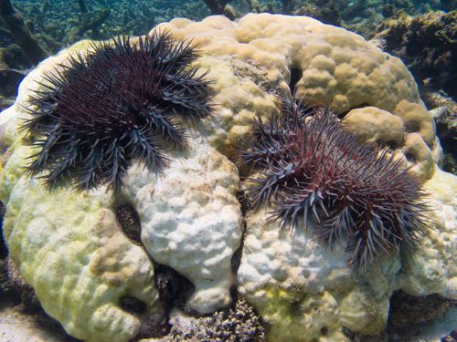 The crown-and-thorns starfish is slowly killing the reef. (AAP)