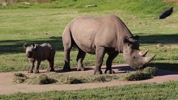 Three busloads of tourists from Sydney arrived at Taronga Western Plains Zoo yesterday in breach of COVID-19 restrictions. Pictured is a Black Rhino calf born at the zoo and its mother.