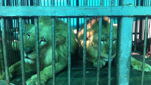 It took 18 months for the ADI to rescue all 33 of the lions. (Animal Defenders International)