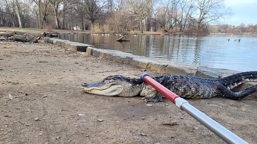 The metre-long alligator was in "poor condition," said Dan Kastanis, spokesman for the New York City Department of Parks and Recreation.