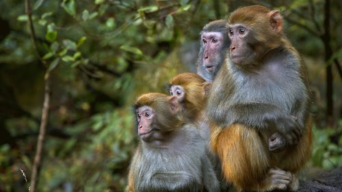 Monkey mayhem in South Carolina after 43 primates escape from research facility