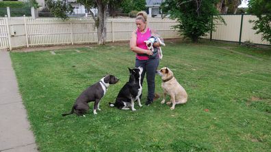 Rescue pets, dog adoption