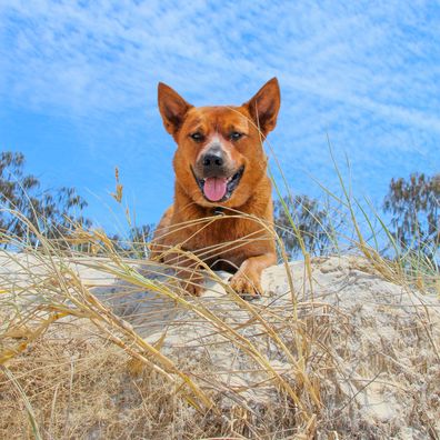 Winnie the cattle dog