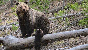 A grizzly bear and a cub in Yellowstone National Park.