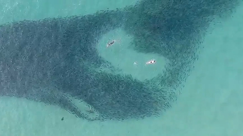 At one point a surfer was filmed inside the school of salmon, with one of the sharks.