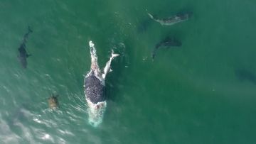 &quot;About 50 tiger sharks&quot; were seen feasting on the whale, at one point a turtle also swam by.